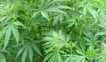 Cannabis_sativa2